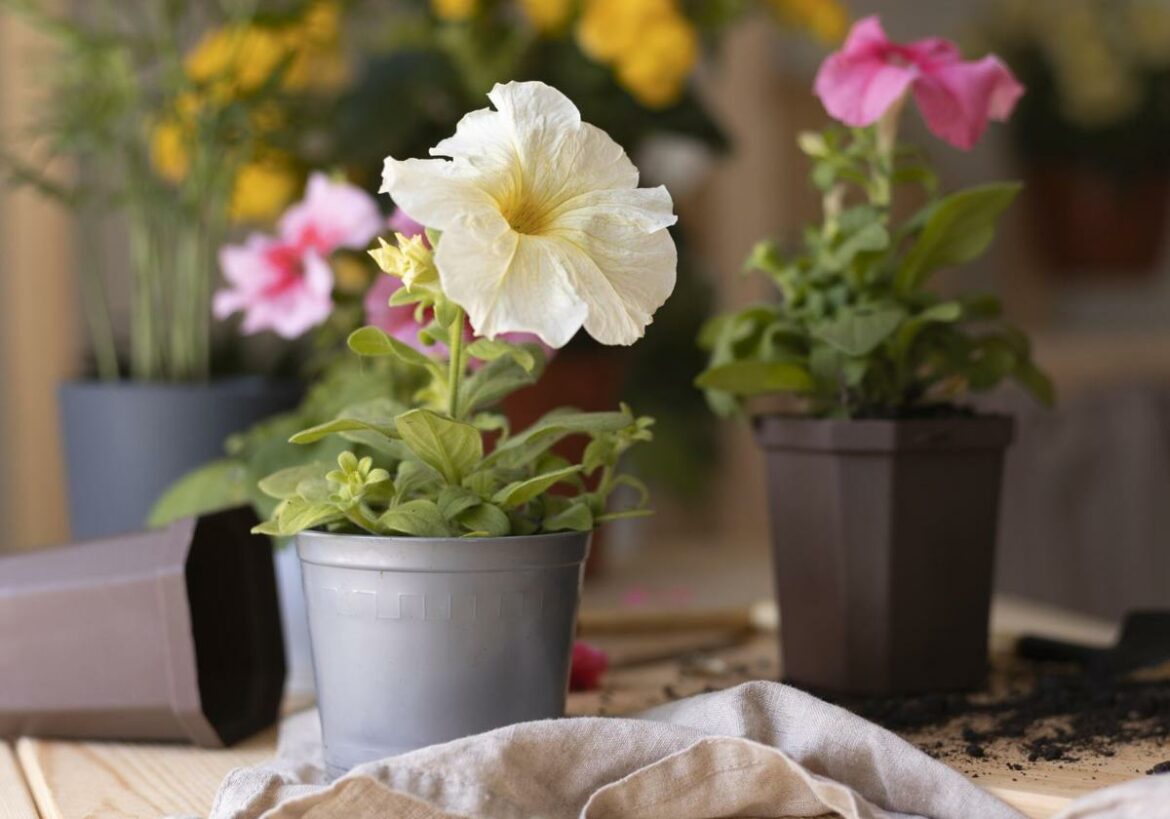 Este producto que tiras por el fregadero es un elixir para tus plantas: el abono natural más barato