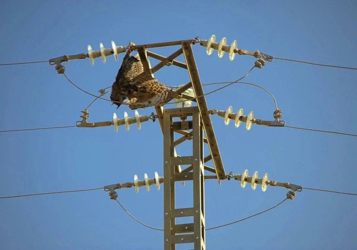 Medio Ambiente financia más adaptaciones de líneas eléctricas en la Región para proteger a las aves