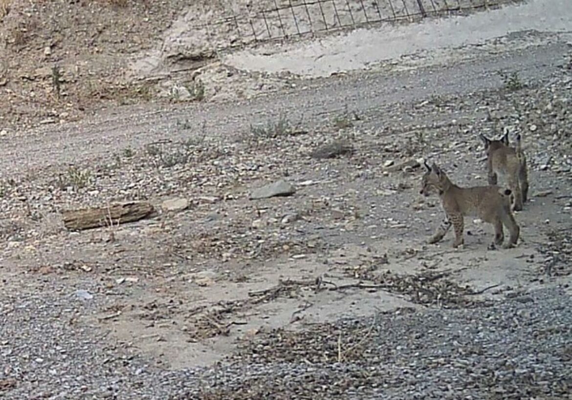 Segunda camada de una hembra de lince ibérico liberada en la Región de Murcia
