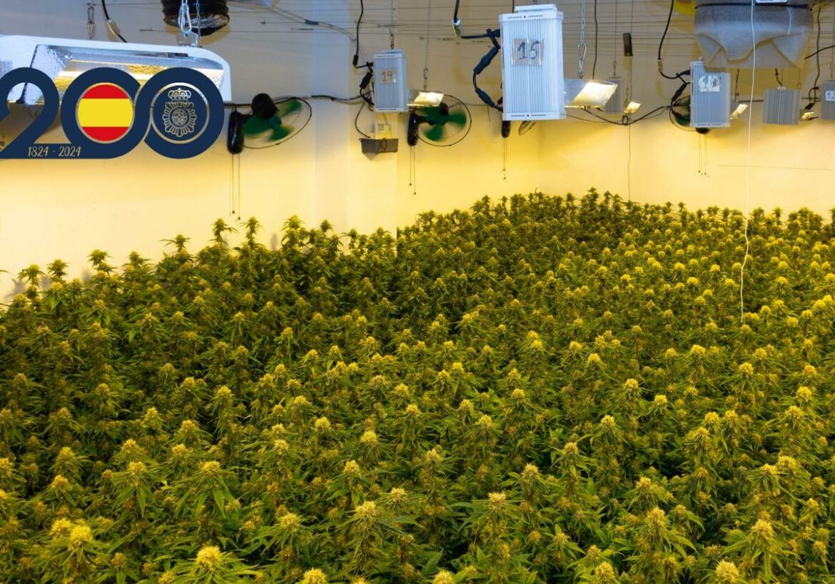Más de 4.300 plantas de marihuana: cae en La Ñora un conflictivo clan criminal