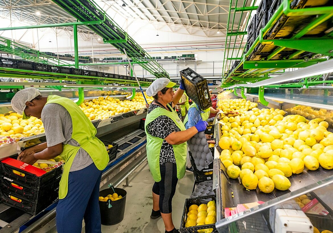 El sector de los cítricos carga contra los requisitos extra de los supermercados europeos