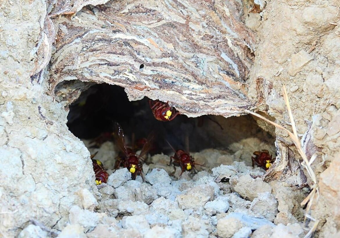 Detectan un nido y ejemplares de avispón oriental en la Región de Murcia