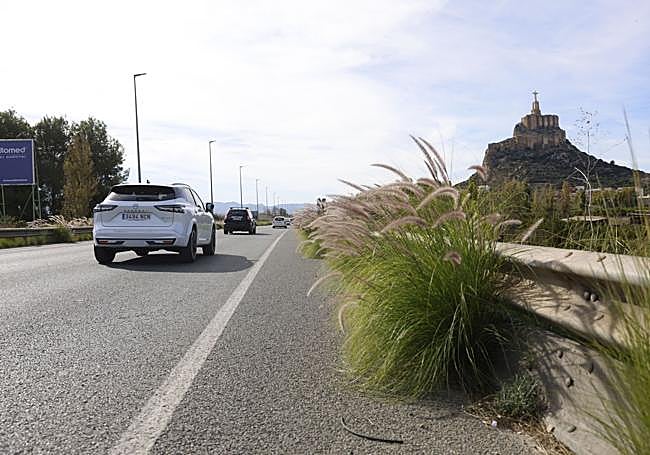 El rabo de gato trae una «emergencia ecológica» a la Región y reduce la seguridad vial