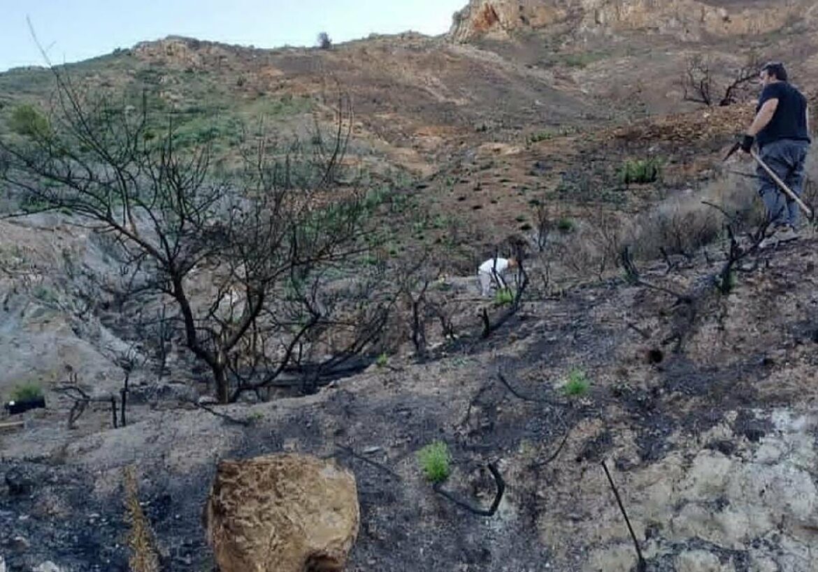 ANSE reforesta la zona del Cedacero, en Cartagena afectada en verano por un incendio