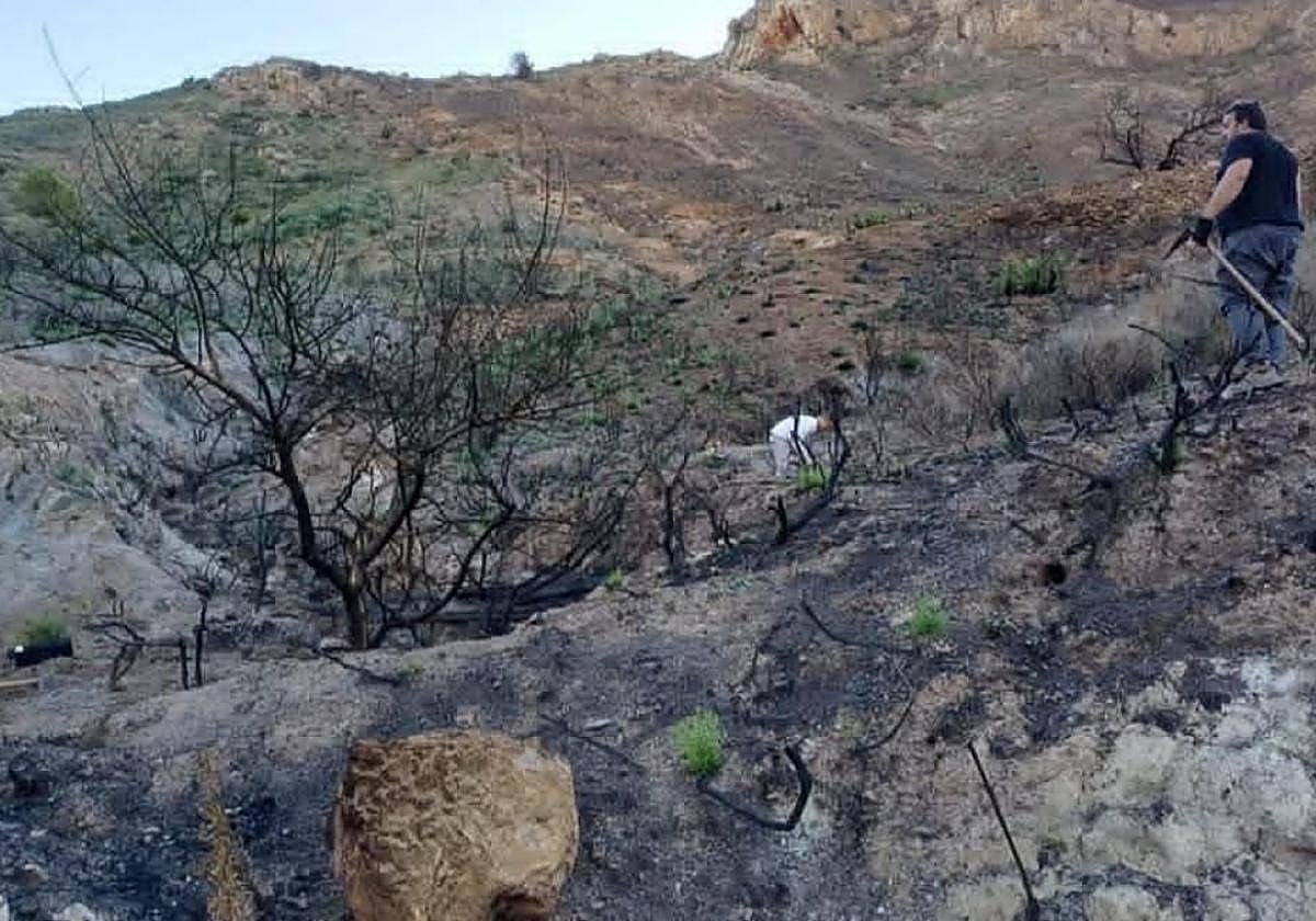 Dos de los miembros de la asociación plantan las especies autóctonas en la zona arrasada por el fuego.