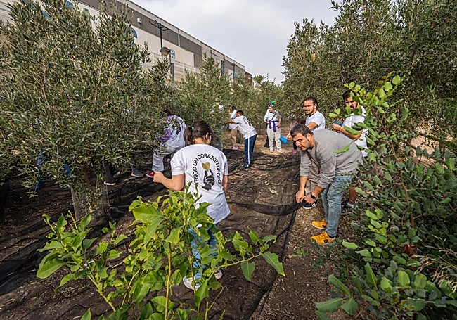 Voluntarios recogiendo olivas en 'La Senda'