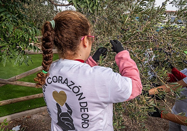 El pasado 13 de noviembre se llevó a cabo la recogida de aceitunas.