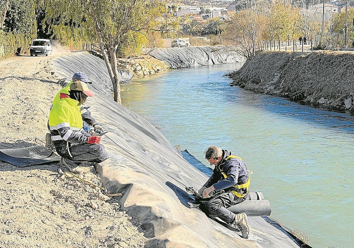 Guerra contra la caña invasora en los márgenes del río Segura
