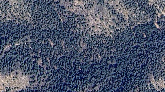 Imagen antes - Nueva ofensiva para talar pinos secos y plantar arbustos que salven los montes de la Región de Murcia