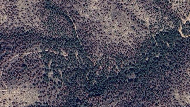 Imagen después - Nueva ofensiva para talar pinos secos y plantar arbustos que salven los montes de la Región de Murcia