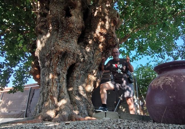 La morera de Murcia que es finalista a Árbol del Año