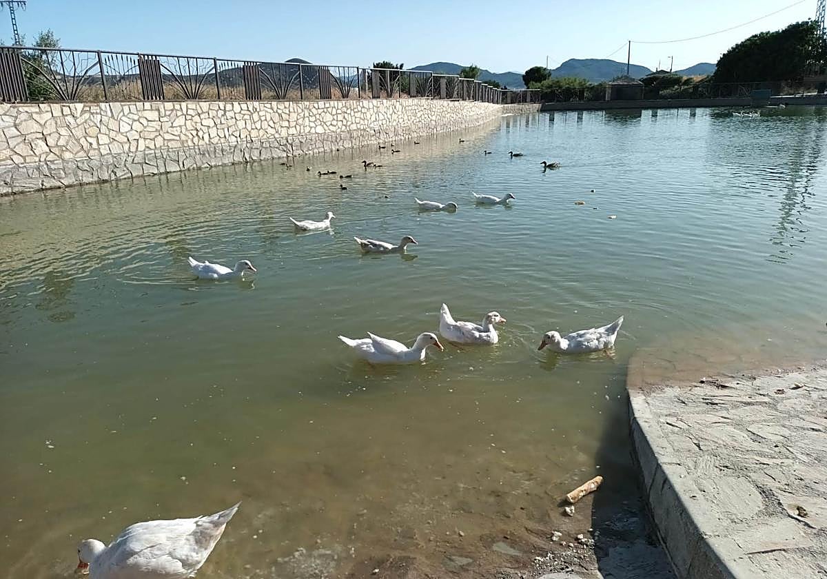 Los patos en el estanque de Doña Inés.
