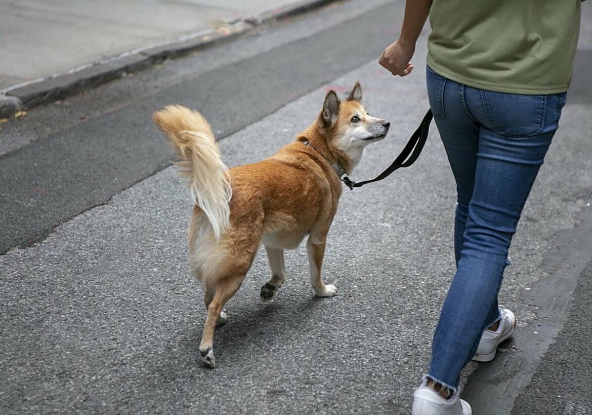 La curiosa iniciativa de un barrio de Murcia contra las heces caninas: «No nos dejes tu marrón»