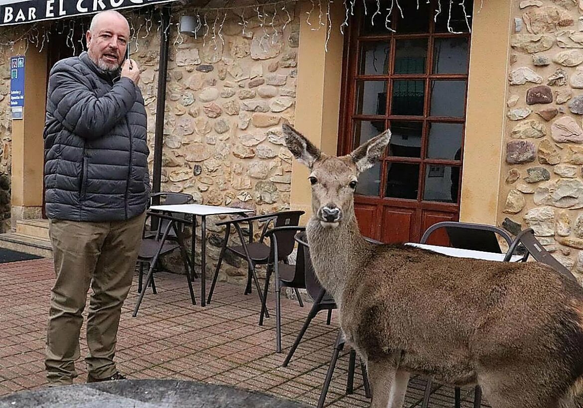Denuncian a un vecino de León por convivir con una venada que «no se separa de mí»