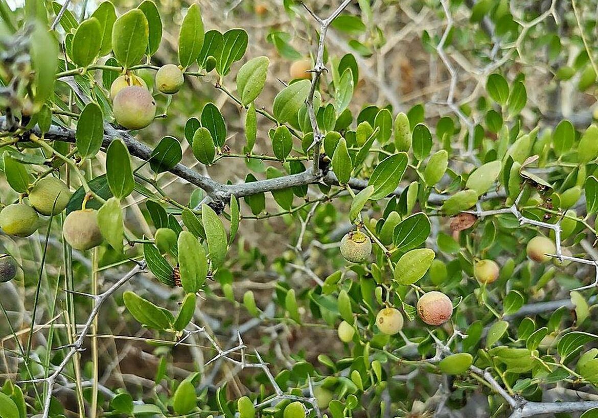 Sabic colabora con ARBA para recuperar las especies autóctonas en la sierra de las Victorias, en Cartagena