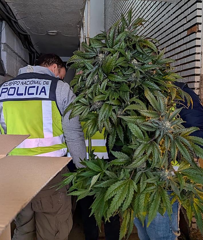 Imagen secundaria 2 - Una de las plantaciones de marihuana encontradas durante la redada.