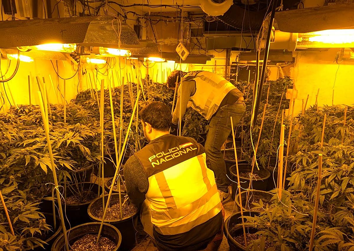 Imagen secundaria 1 - Una de las plantaciones de marihuana encontradas durante la redada.