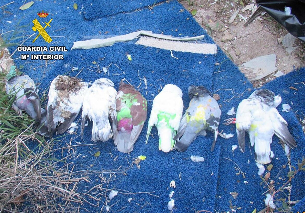 Investigan a un colombicultor por abandono animal en Murcia