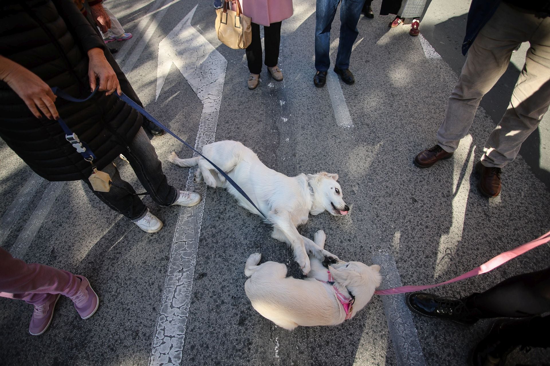La bendición de animales por San Antón en Murcia, en imágenes