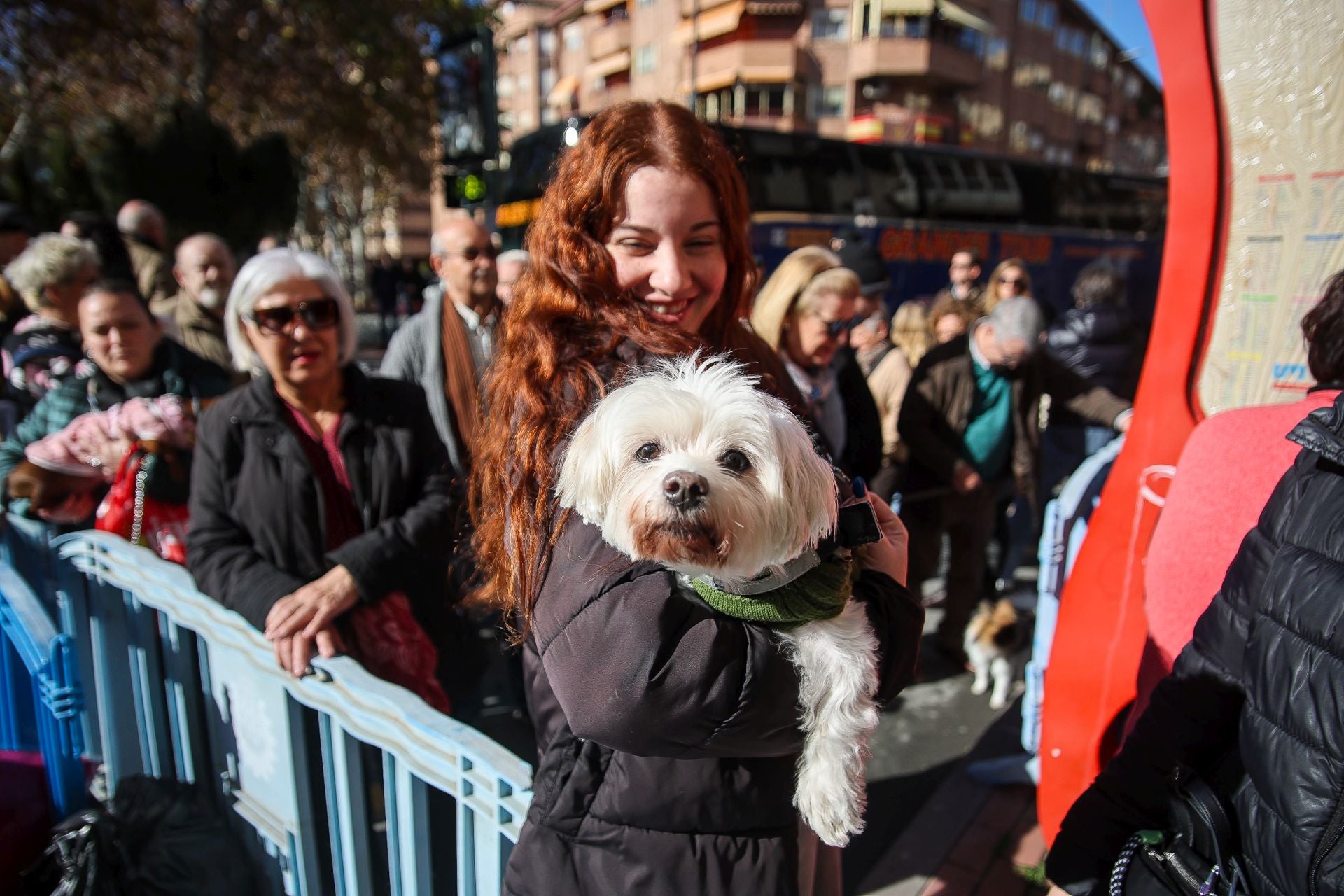 La bendición de animales por San Antón en Murcia, en imágenes