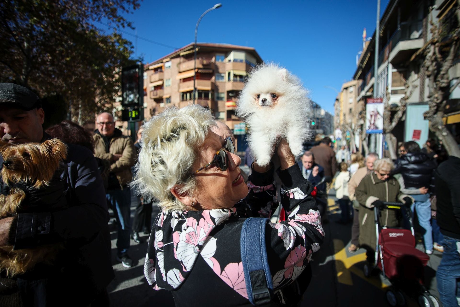 La bendición de animales por San Antón en Murcia, en imágenes