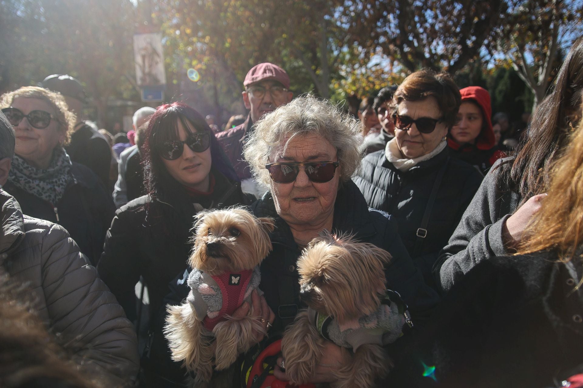 La bendición de animales por San Antón en Murcia, en imágenes