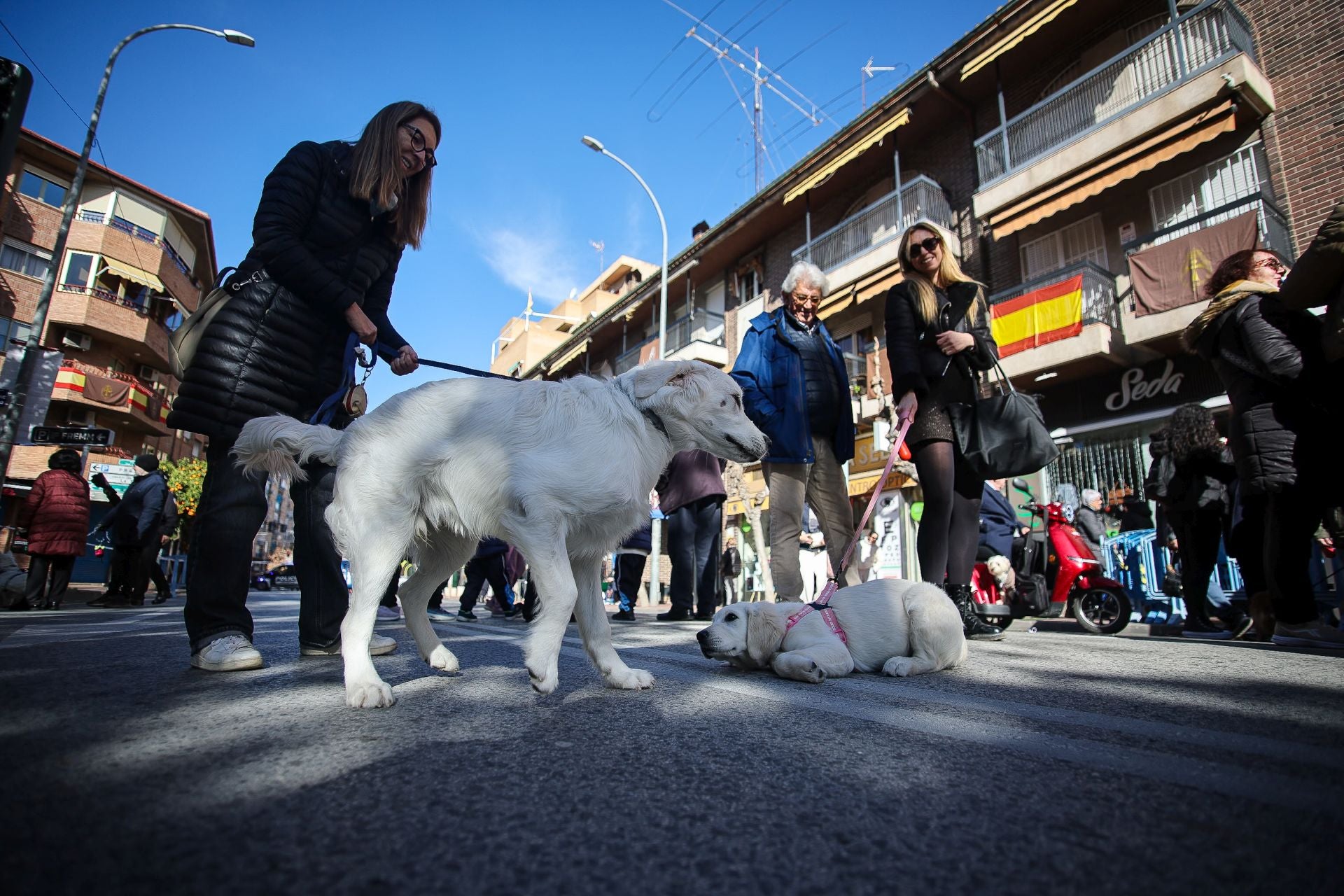 La bendición de animales por San Antón en Murcia, en imágenes