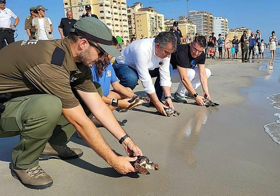 La Región cierra 2025 con récord de liberaciones de tortugas bobas, con 94
