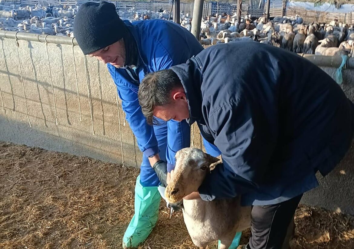 Vacunación contra reloj por la lengua azul en 1.500 granjas