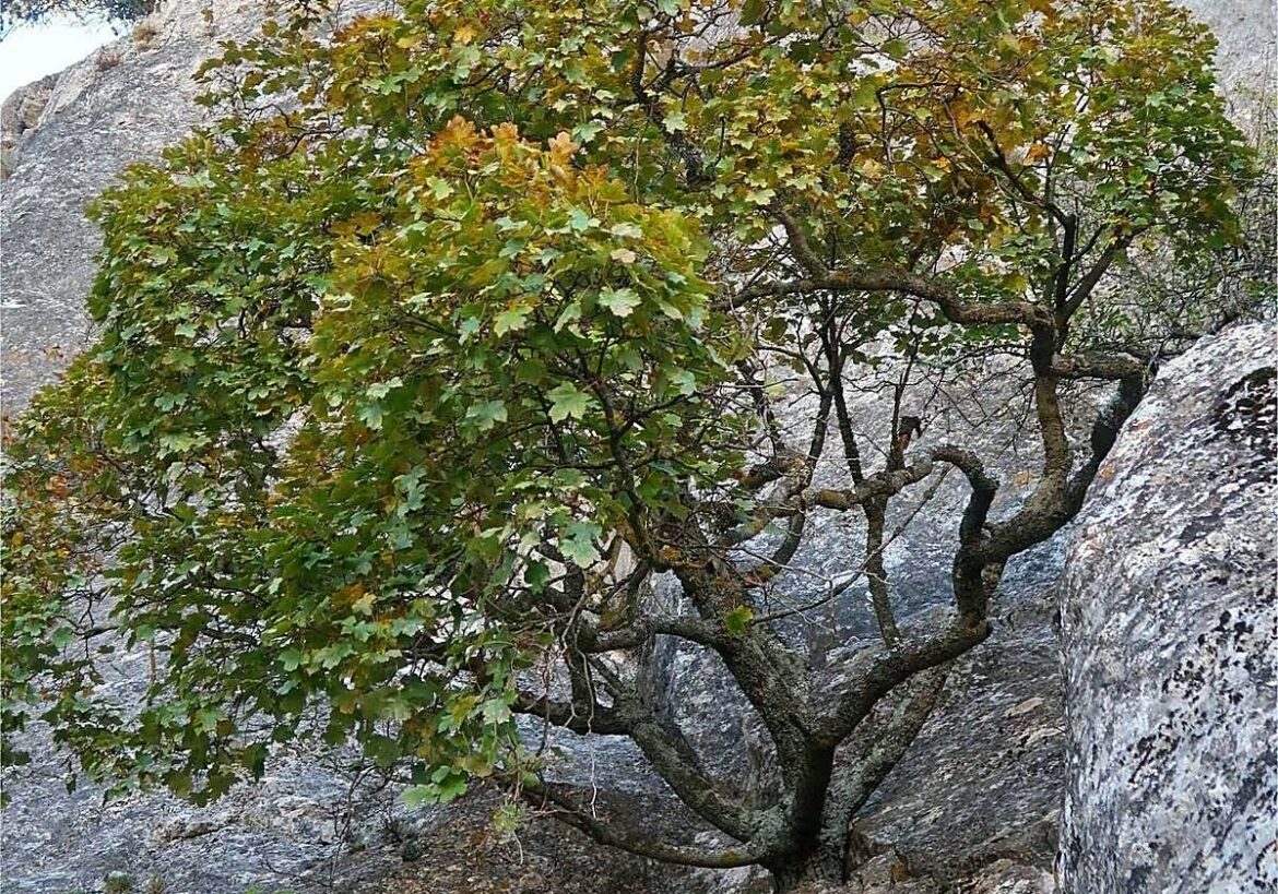Un programa regional identificará la flora silvestre más amenazada para protegerla