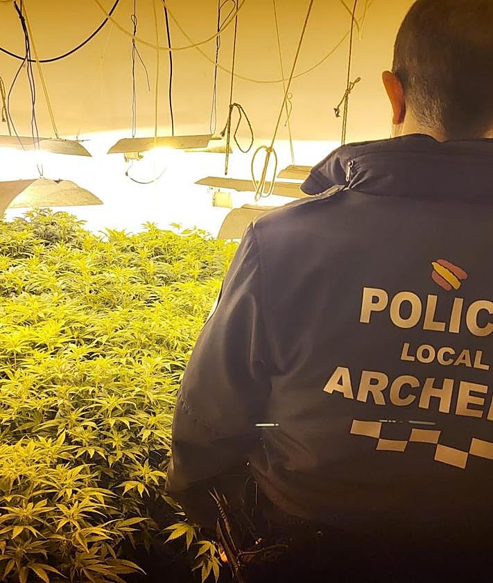 Imagen secundaria 2 - Plantación de marihuana.