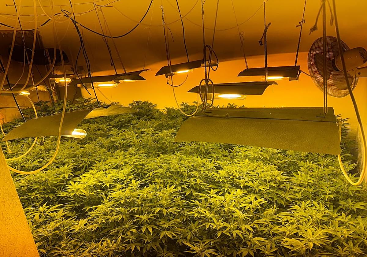 Plantación de marihuana.