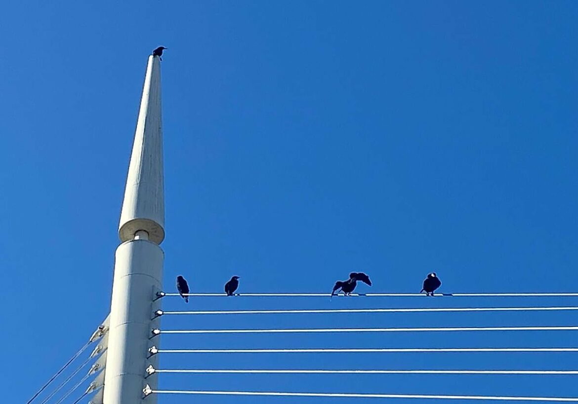 Cormoranes turistas en Murcia