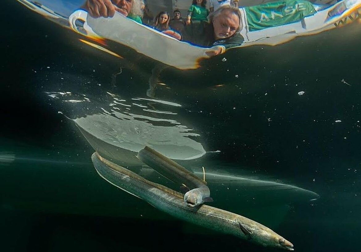 ANSE marca y libera 70 anguilas en el Mar Menor para estudiar sus rutas