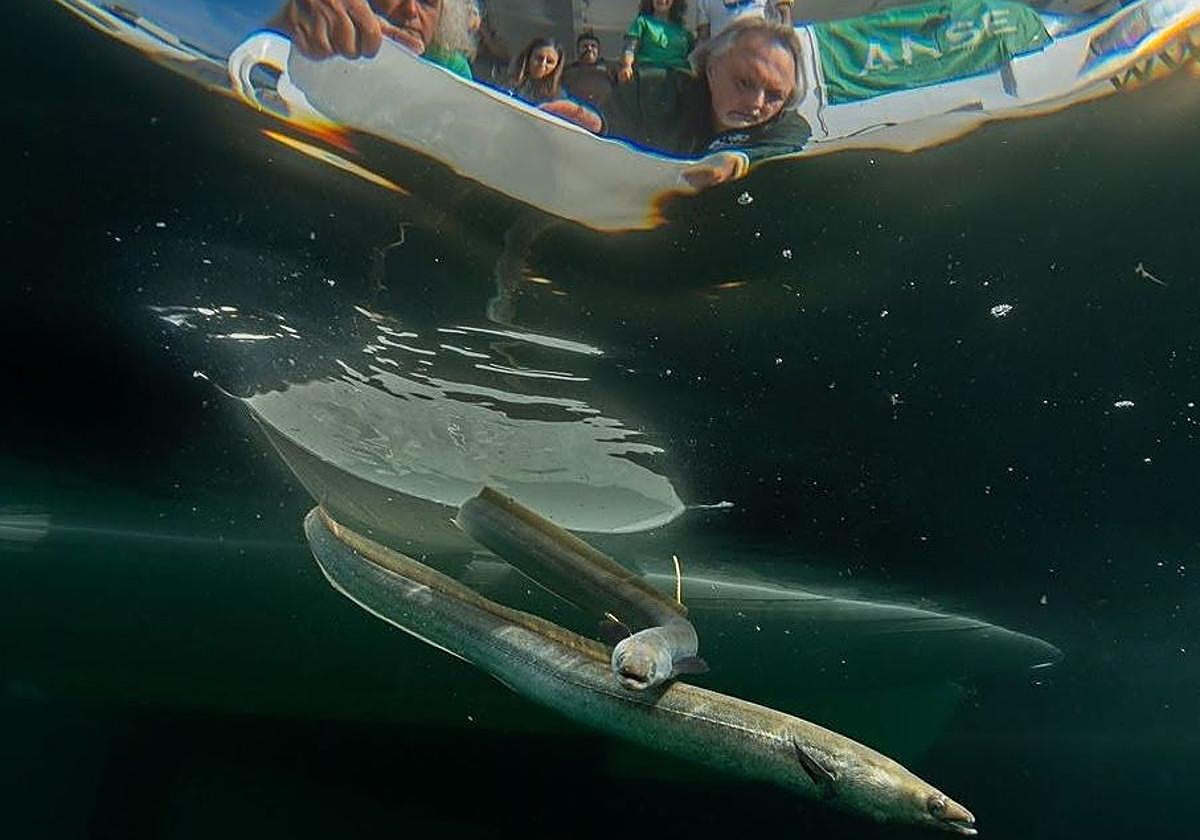 Momento de la liberación de las anguilas.