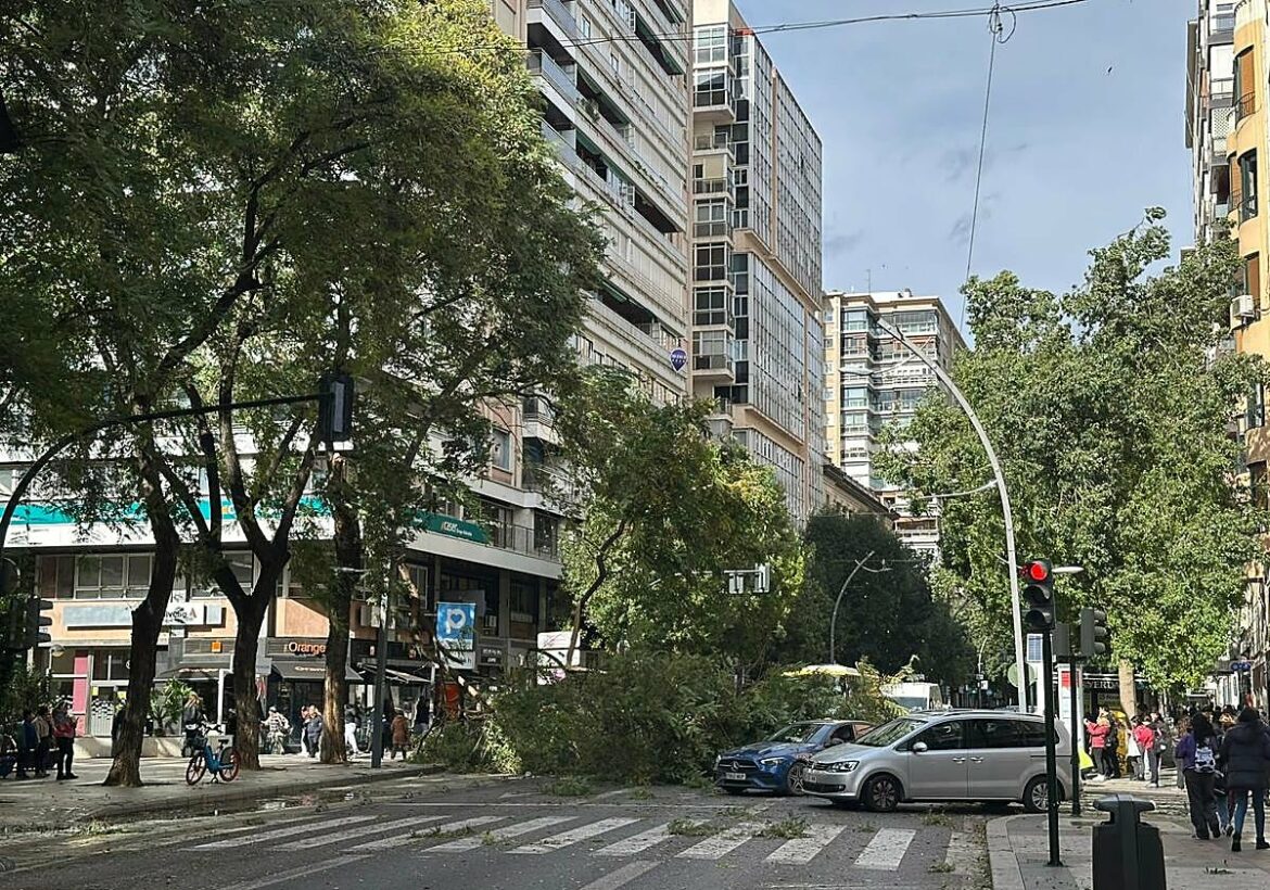 Cae una enorme rama de un árbol de la plaza Santa Isabel de Murcia sobre la Gran Vía