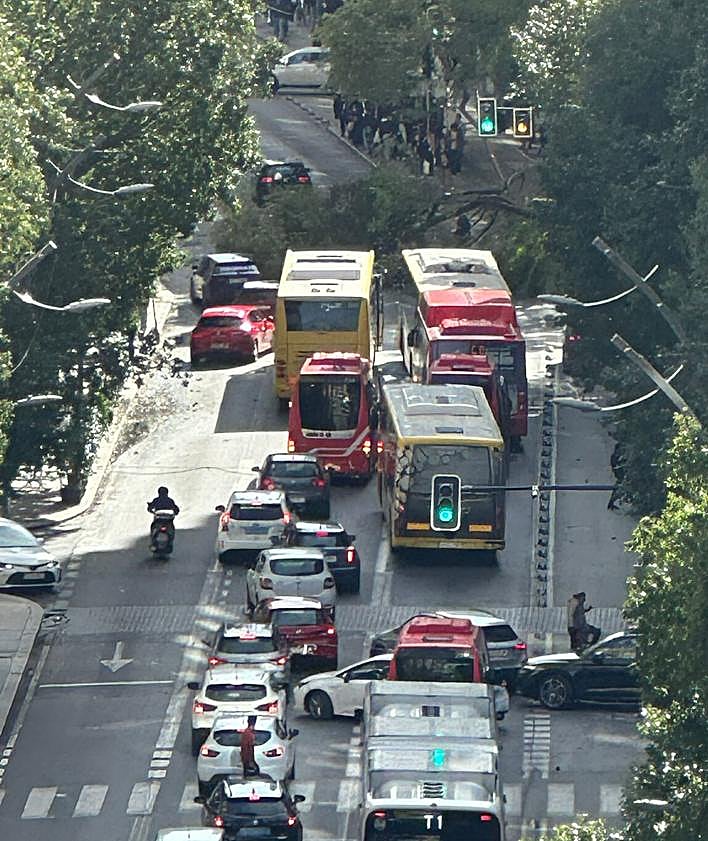 Imagen secundaria 2 - Cae una enorme rama de un árbol de la plaza Santa Isabel de Murcia sobre la Gran Vía