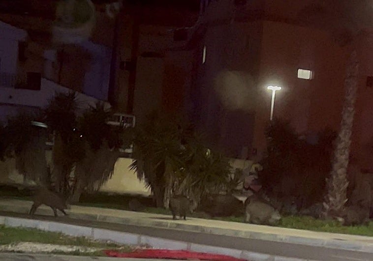 Una manada de jabalíes recorre las inmediaciones del estadio del Cartagena