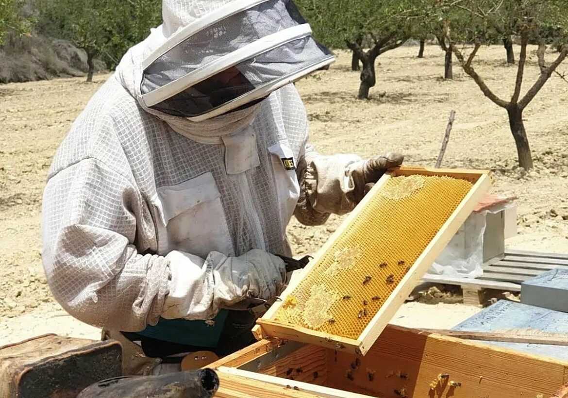 Cosecha tu propia miel: vive la experiencia de ser apicultor por un día en la Región de Murcia