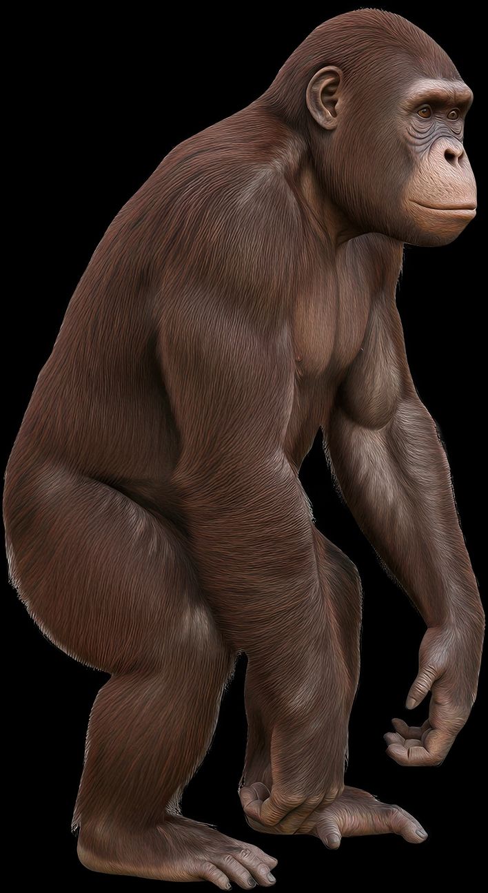 Recreación del Sahelanthropus tchadensis.