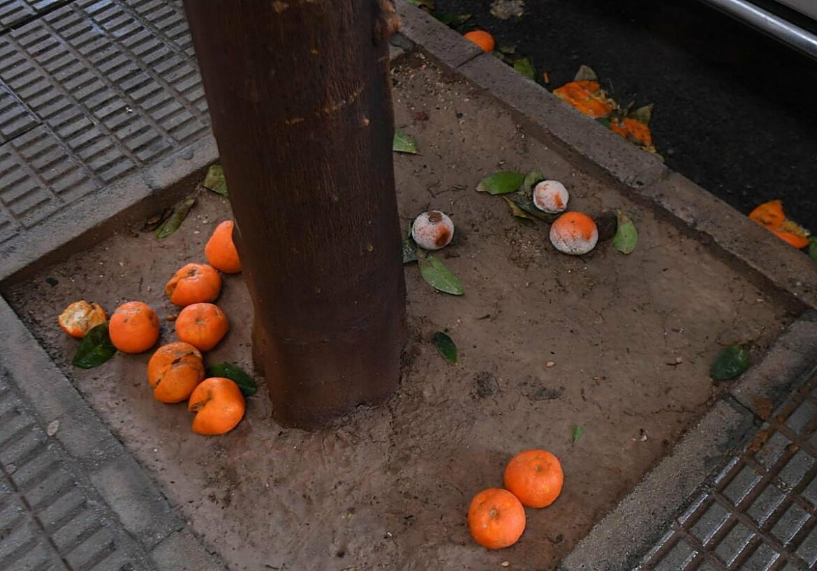 Quejas vecinales por las toneladas de naranjas que se acumulan en las calles de Murcia: «Nadie las recoge desde hace días»