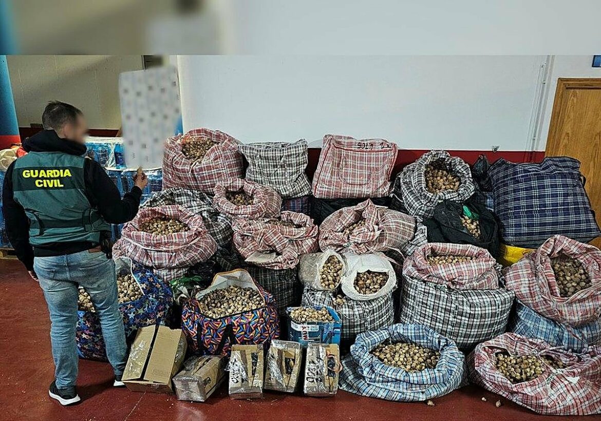 Tres detenidos en Los Alcázares por robar amapola dormidera y distribuirla por España y Estados Unidos