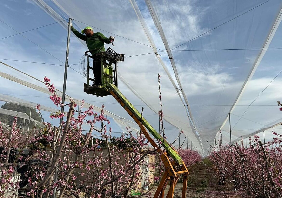 El viento daña instalaciones en el campo de la Región, pero no a los frutales de hueso