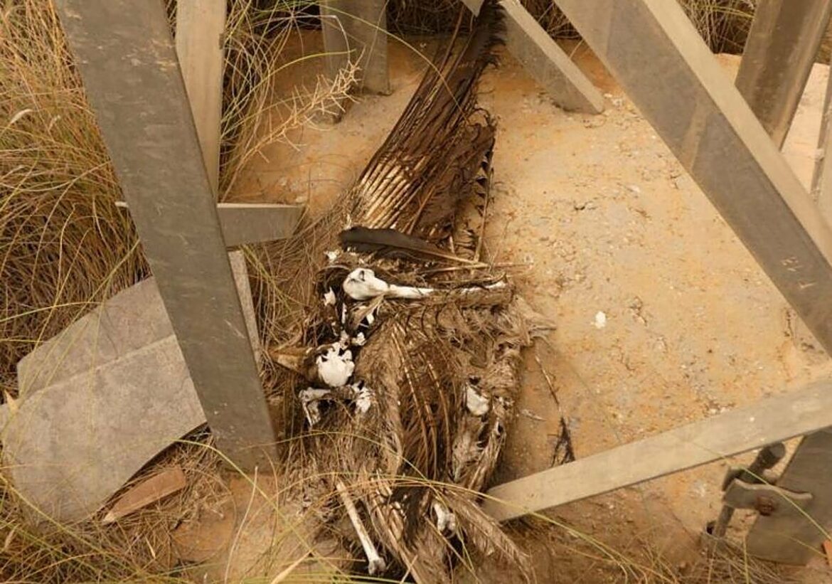 Advertencia de sanción por no evitar la electrocución de aves protegidas en tendidos peligrosos de la Región