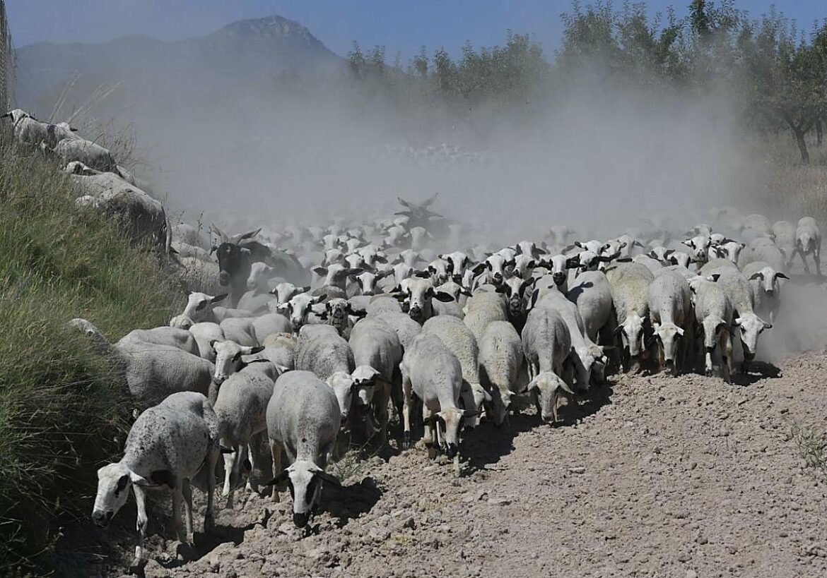 Los ganaderos presionan para limitar la entrada de carne de ovino en el pacto UE-Australia