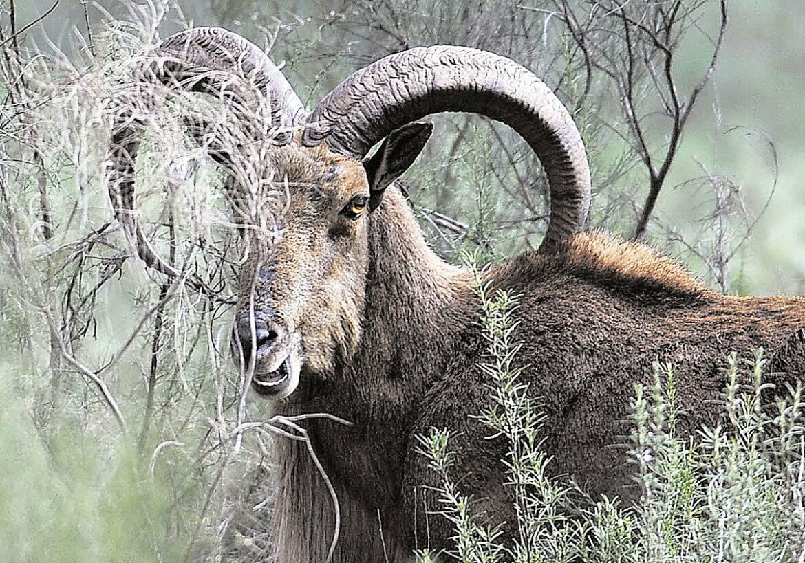 El debate sobre descatalogar al arruí como especie exótica invasora se reactiva en la Región