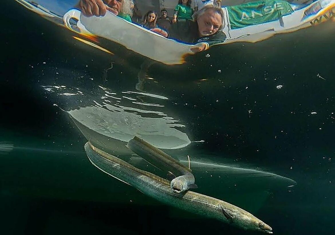 El frente autonómico contra el fin de la pesca de la anguila frena su protección total