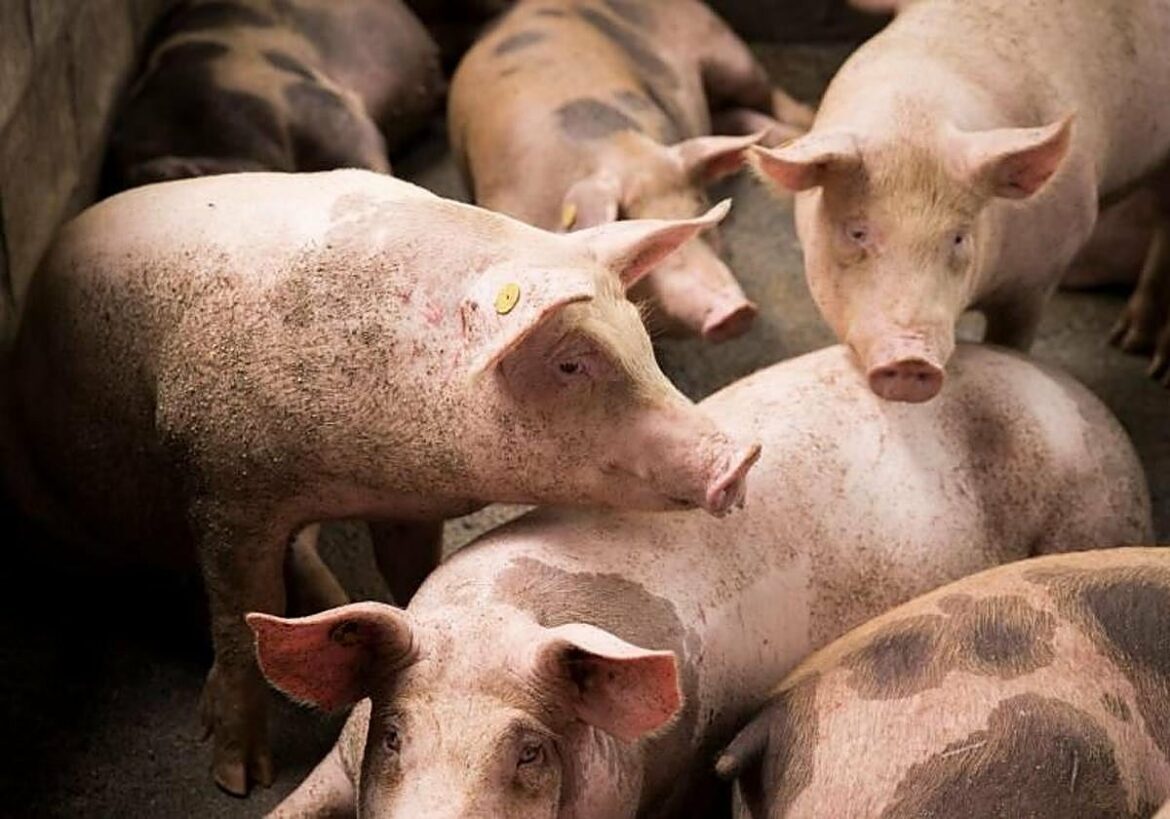 La Generalitat detecta un contagio de gripe porcina a humano en Lleida