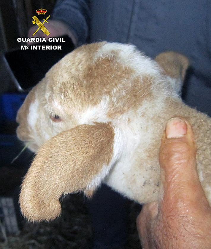 Imagen secundaria 2 - Arriba: Detención del presunto autor de los robos. Abajo: corderos lechales recuperados.