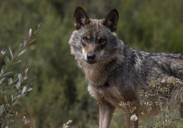 Medio Ambiente denuncia que el conflicto del lobo bloquea información sobre espacios protegidos que reclama Bruselas